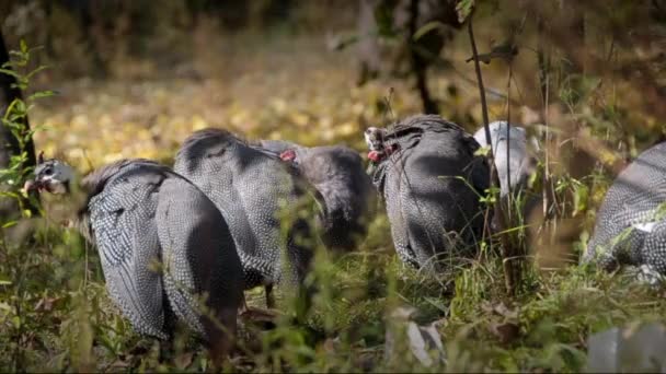 Guinea fowl — Stock Video