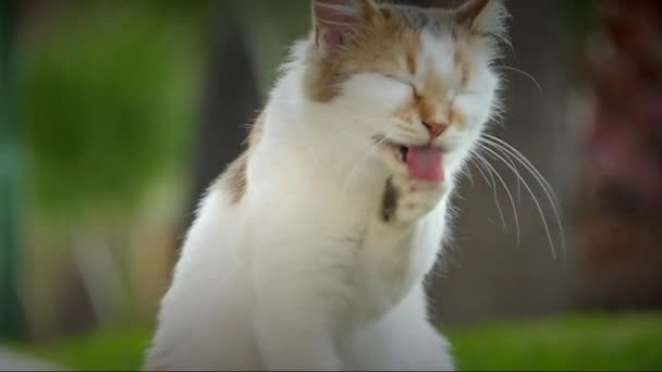 Animaux de compagnie 