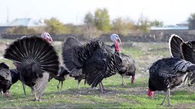 Türkiye, içinde