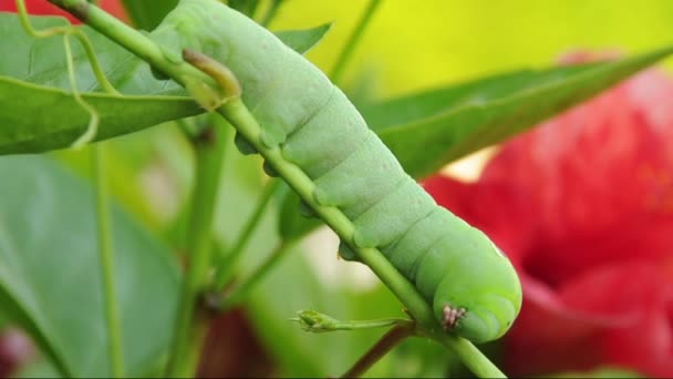 Papilio, zelená housenka na bílém pozadí — Stock video