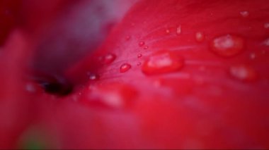 sonbahar Dahlia çiçeği