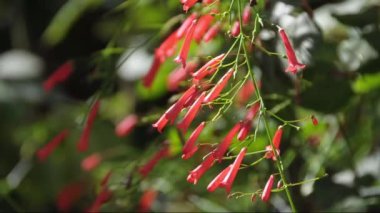 sonbahar Dahlia çiçeği