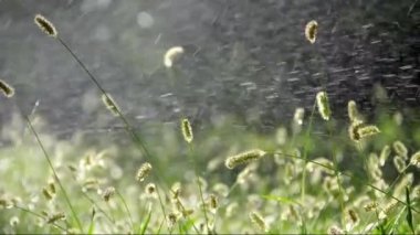 sonbahar Dahlia çiçeği