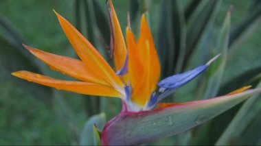 strelezia, kuş cenneti