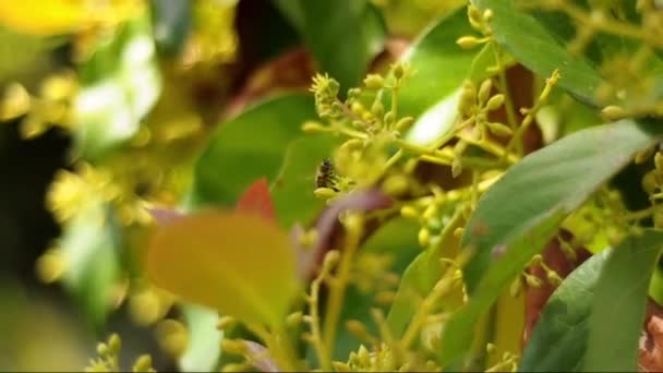 Dahlia Fiore d'autunno — Video Stock