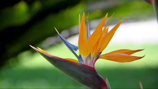 Strelezia, Pájaro del Paraíso — Vídeos de Stock