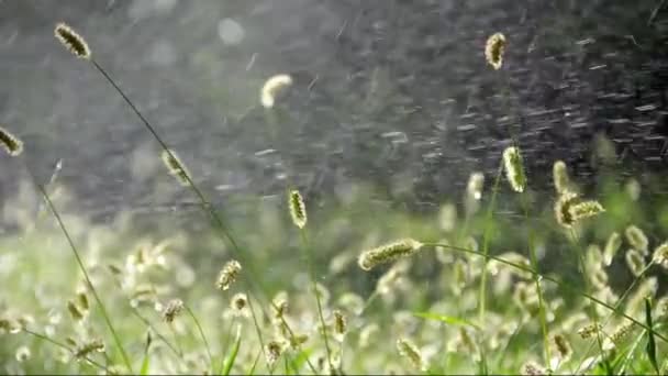 Dahlia Flor de outono — Vídeo de Stock