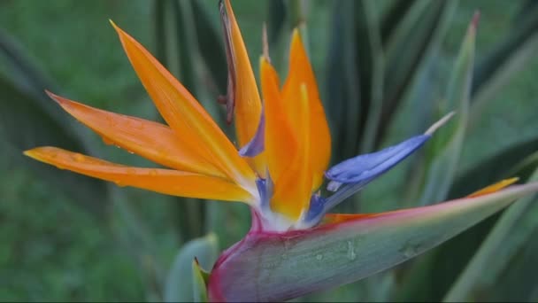 Strelezia,Bird of Paradise — Stock Video