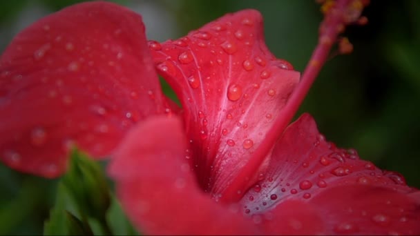 Dahlia flor de otoño — Vídeo de stock