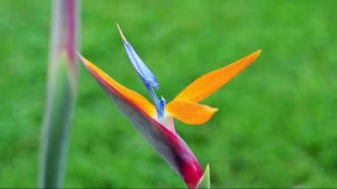 strelezia, kuş cenneti