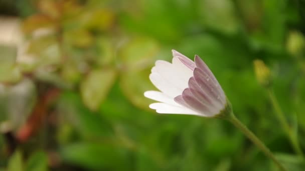 Dahlia flor de otoño — Vídeos de Stock