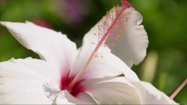 Dahlia flor de otoño — Vídeo de stock