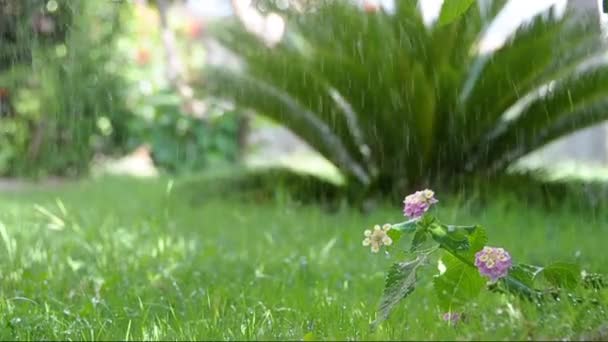 Осінь квітка жоржин — стокове відео
