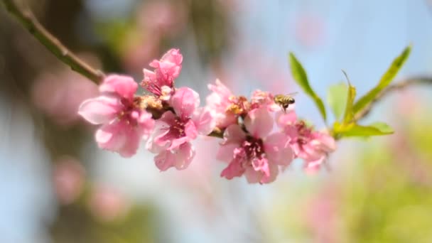 ダリアの秋の花 — ストック動画