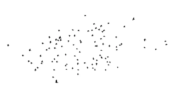 Kalesi, corvus frugilegus