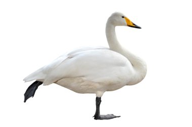 iyi flamingo