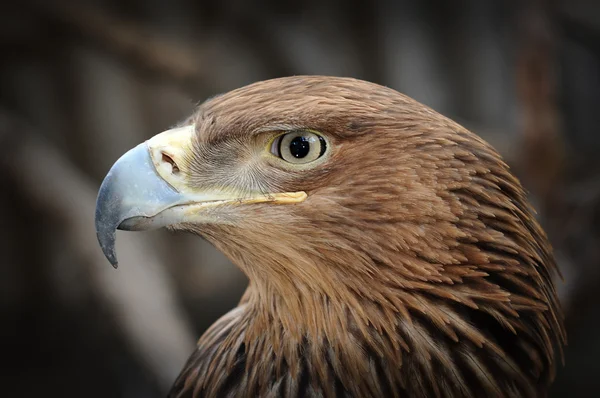 Retrato de águila calva americana — Foto de Stock