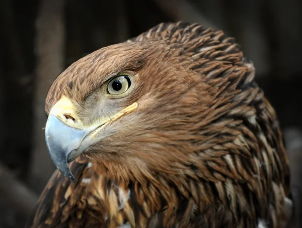 Retrato de águila calva americana Imagen de stock