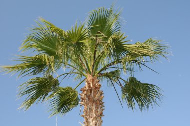 Asya, palm,