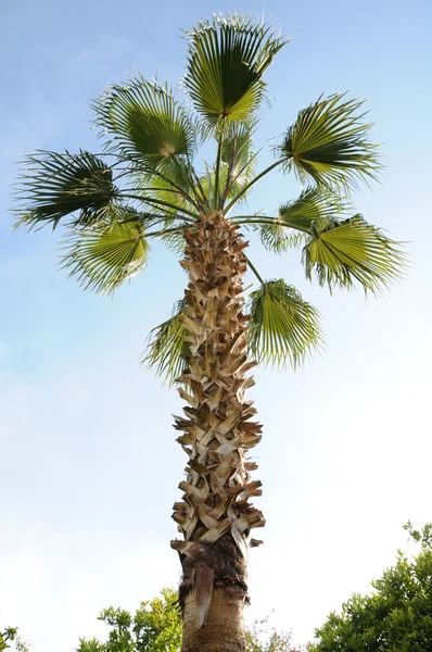 Asya, palm, — Stok fotoğraf