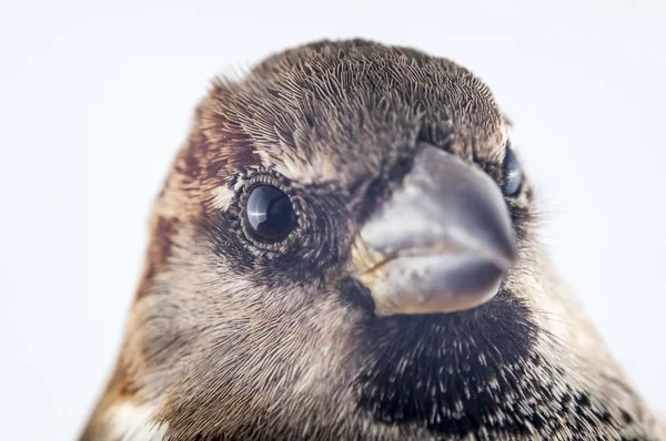 Female House Sparrow - Passer domesticus macro — Stock Photo, Image