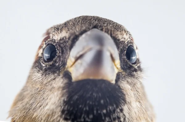 Ženské house sparrow - passer domesticus makro — Stock fotografie