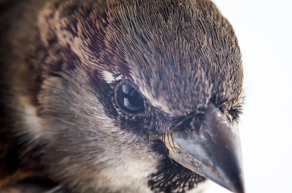 Kadın ev serçesi - passer domesticus makro — Stok fotoğraf