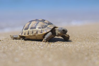 Testudo hermanni tortoiseon a white isolated background beach clipart