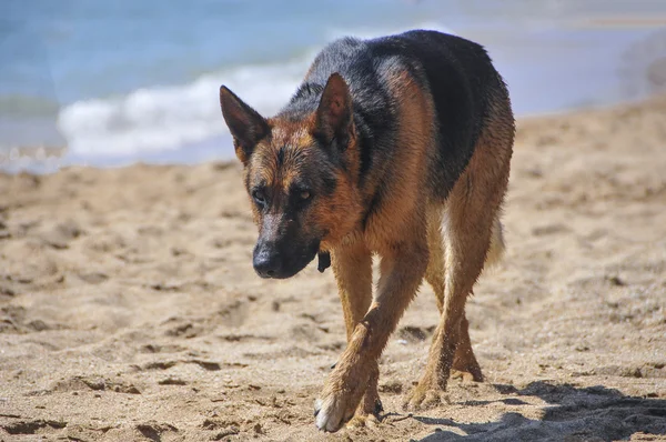 Perro en la playa - golden retriever, un retrato de cuerpo entero —  Fotos de Stock