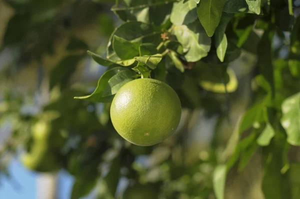 Close-up kumquats, fortunella sp, lijkend op sinaasappelen en — Stockfoto