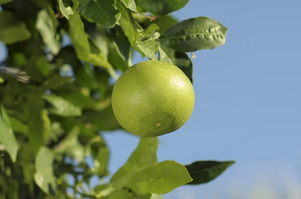 Close-up kumquats, fortunella sp, lijkend op sinaasappelen en — Stockfoto