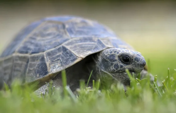 Testudo hermanni tortoiseon een witte geïsoleerde achtergrond strand — Stockfoto
