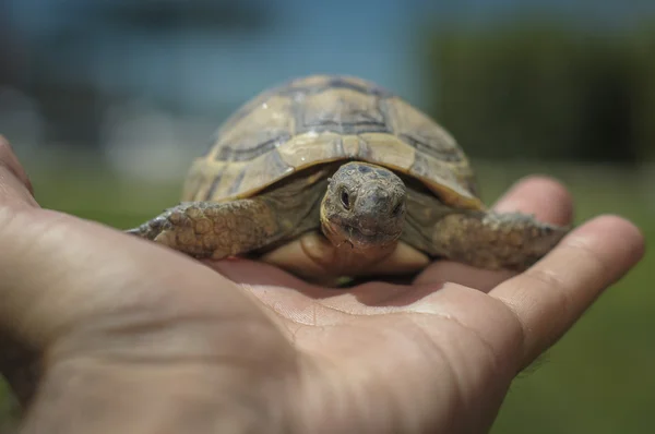 Testudo hermanni tortoiseon beyaz izole zemin beach — Stok fotoğraf