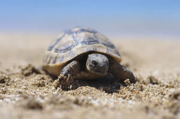 Testudo hermanni tortoiseon uma praia de fundo isolado branco — Fotografia de Stock