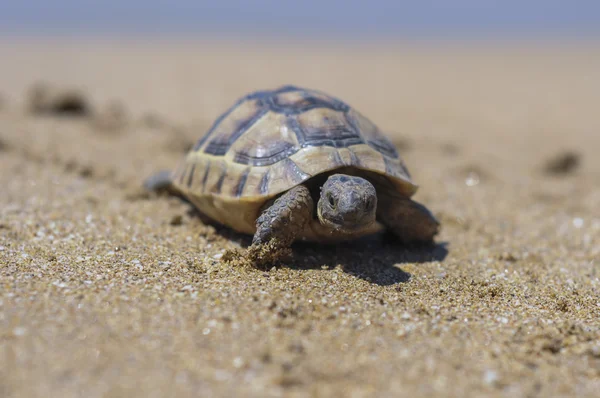 Testudo hermanni tortoiseon 흰색 절연된 배경 비치 — 스톡 사진