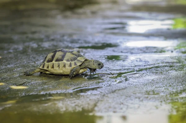 Testudo hermanni tortoiseon en vit isolerade bakgrund strand — Stockfoto