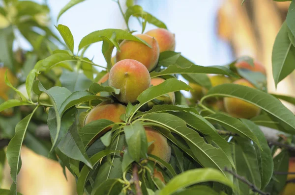 果樹園の枝に熟した桃の果実 — ストック写真