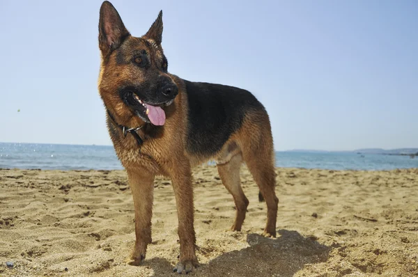Hund på stranden - golden retriever, en fullängds porträtt Stockbild