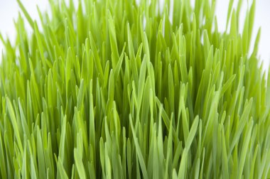 Novruz çimen