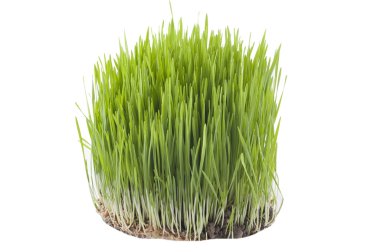 Novruz çimen