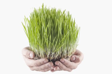 Novruz çimen
