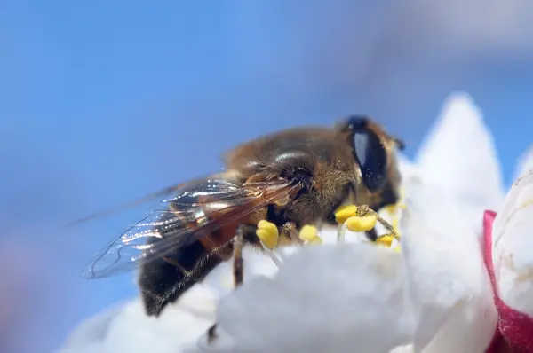 Bilden av vacker violett blomma och bee — Stockfoto