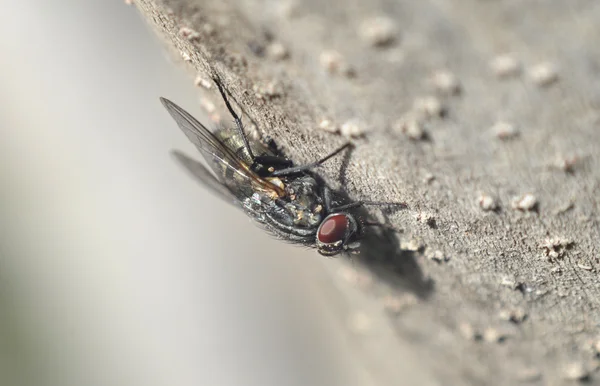 Fly on a white — Stock Photo, Image