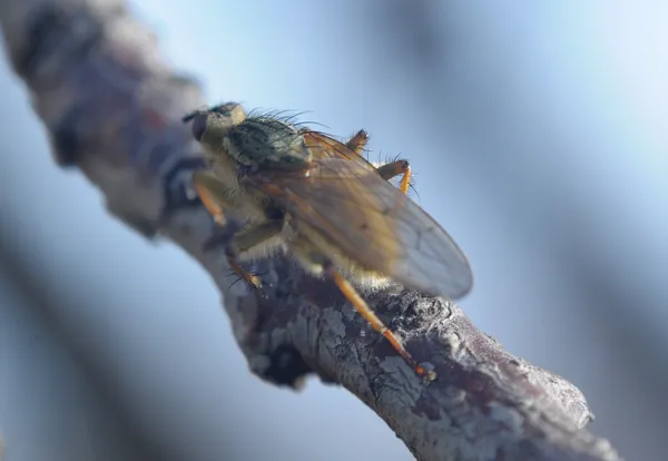 Fly on a white — Stock Photo, Image