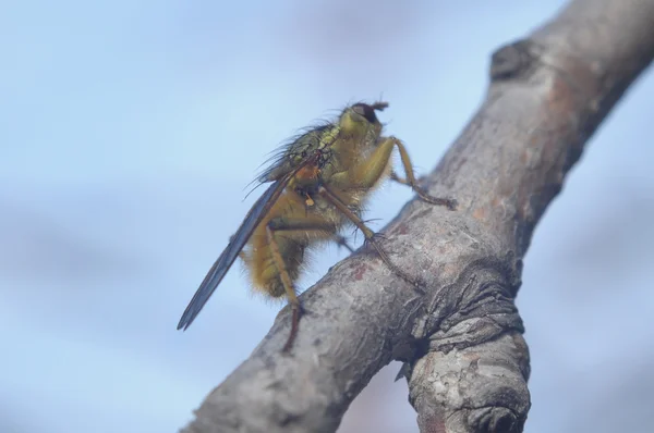 Fly on a white — Stock Photo, Image