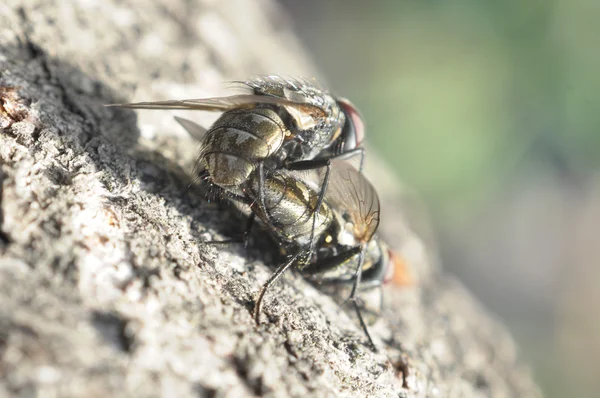 Fly on a white — Stock Photo, Image