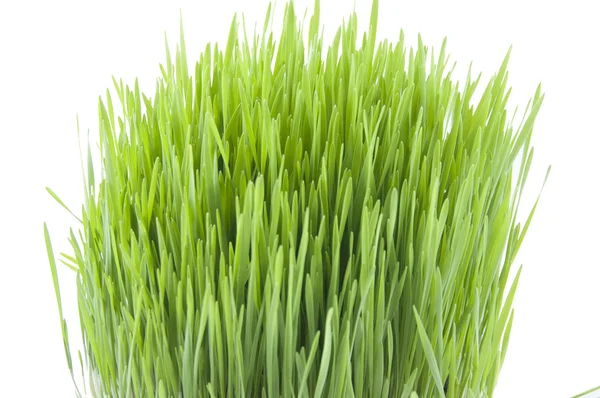 Novruz gras — Stockfoto