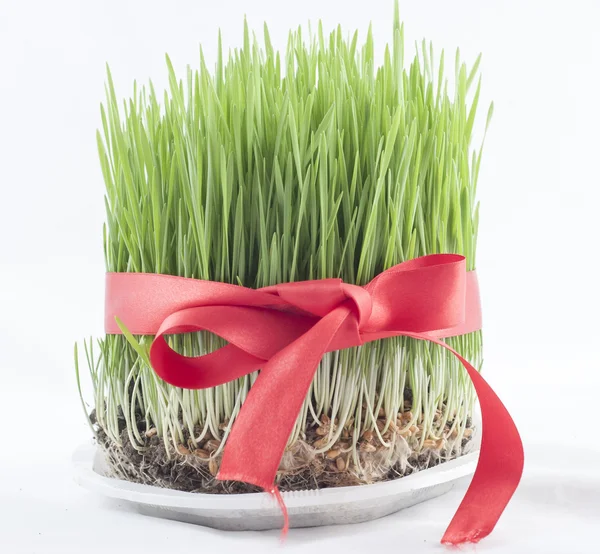 Novruz gräs — Stockfoto