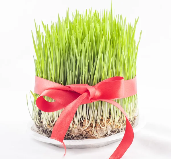 Novruz gras — Stockfoto