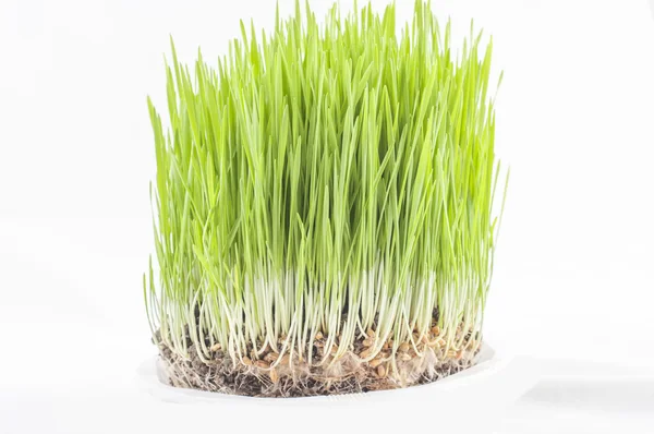 Novruz Gras — Stockfoto